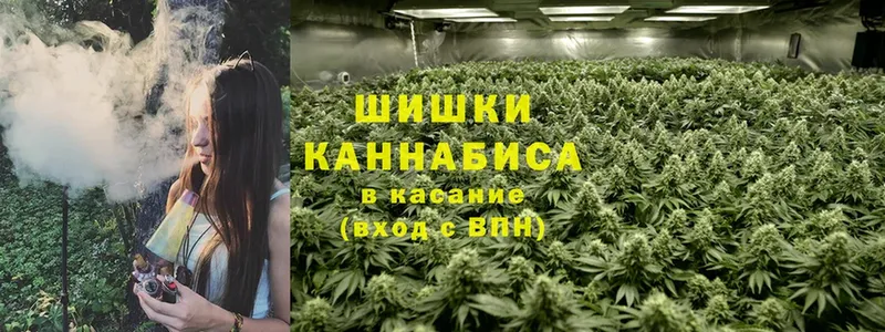 мориарти официальный сайт  Тара  Каннабис SATIVA & INDICA 